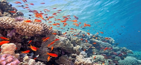 Las sales del mar Rojo: una combinación de ciencia y naturaleza