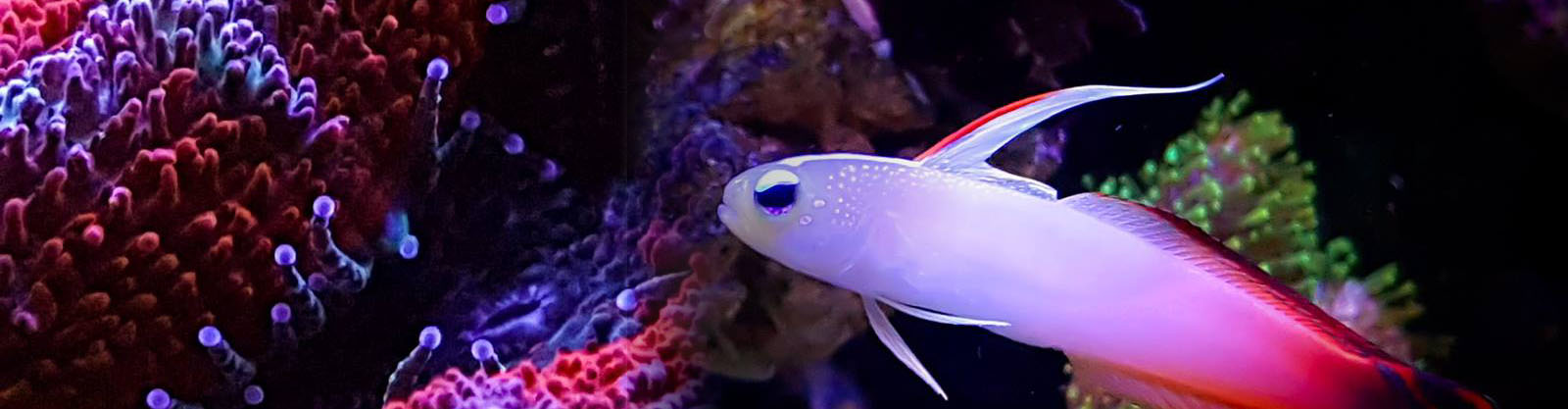 redsea-foto1